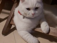British shorthair sağlıklı kedimiz