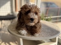Aşılı pasaportlu wc eğitimli maltipoo yavrularımız