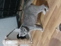 Prenses kızımız şila 2020 doğum yetişkin dişi scottish fold