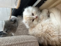 Scottish fold kedimiz