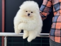 Yarışma düzeyinde teddy face pomeranian yavrularımız