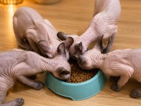 Safkan Sfenks (Sphynx/Canadian Sphynx) Yavruları