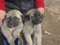 Kangal köpeği yavruları