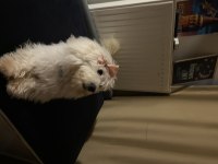 MALTESE TERRİER KIZIM MİLA