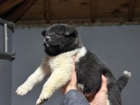 AMERİKAN AKİTA KÖPEĞİ