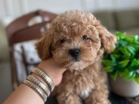 Yakışıklı maltipoo oğluşum Barney