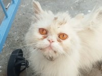 Sokata buldu ama şu an gayet iyi durumda tatlı bir kedi