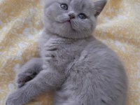 British Shorthair Lilac Cinsi