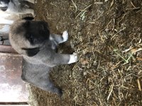 Orjinal Güdük Kangal Yavruları