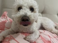 1 Yaşında Toy Poodle