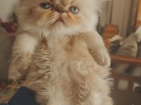 Show Kalite Himalayan Persian