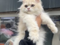 British longhair erkek golden cy12 bebek surat