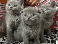 Yavru scottish fold