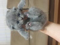 Scottish british shorthair tatlı kediler