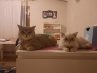 Blue point 7 aylık british shorthair