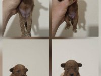 Poodle Bebekleri