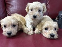 Maltipoo yavrularım sağlık ve ırk garantilidir
