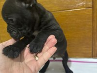 FRENCH BULLDOG YAVRULARIMIZ TEKRARDAN SİZLERLE