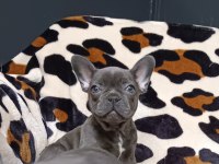 %100 IRK GARANTİLİ FRANSIZ BULLDOG YAVRULARI