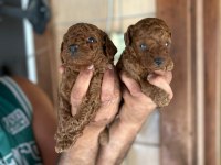 Red Poodle Yavru Köpekler