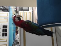 Dişi macaw papağanı