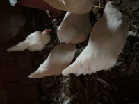 7+1 köy tavuğu ordu merkez