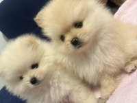 Boo surat mikro pomeranian