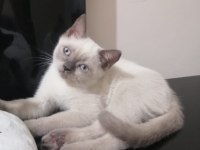 British shorthair iki buçuk aylık yavrular