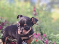 Teslime hazır yavru köpeklerimiz