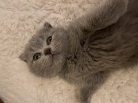 2 buçuk aylık yavru scottish fold bebek