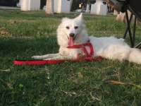 1.5 Yaşında Pomeranian Spitz / Boo