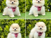Pomeranian boo ayı yüz bebekler