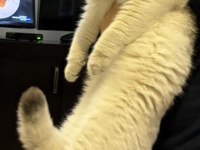 Silver british shorthair bey