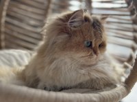 3 Yaşında British Longhair Ny11