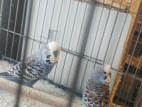Erkek ve hazır muhabbet kuşu dişiler