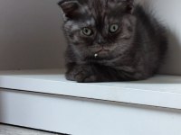 Çikolata dondurma british shorthair