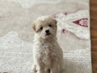 3 aylık aşıları yapılmış terrier