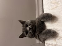EVCİL BRİTİSH SAHİPLENDİRİLECEK KEDİMİZ
