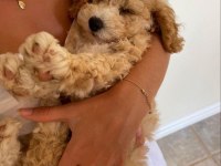 KG GARANTİLİ MALTİPOO
