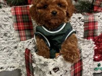 EV ORTAMINDA DOĞUP BÜYÜMÜŞ MİCRO TOY POODLE