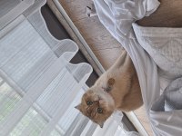 Kısır Erkek Scottish Fold Gold