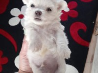 0 numara maltese terier bebekler