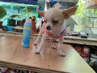 Chihuahua dişi 6 aylık