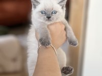 İNSAN CANLISI BLUE POİNT SAFKAN BRİTİSH SHORTHAİR YAVRU
