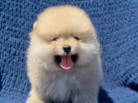 DİŞİ AYI SURAT POMERANİAN BOO