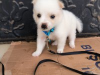 Pomeranian spitz