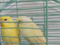 Cremio çift muhabbet kuşu