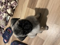 Pug yavrumuz yeni ev arıyor