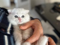 Scottish Fold Prenses Hazır