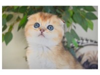Scottish Fold Dişi Yavru